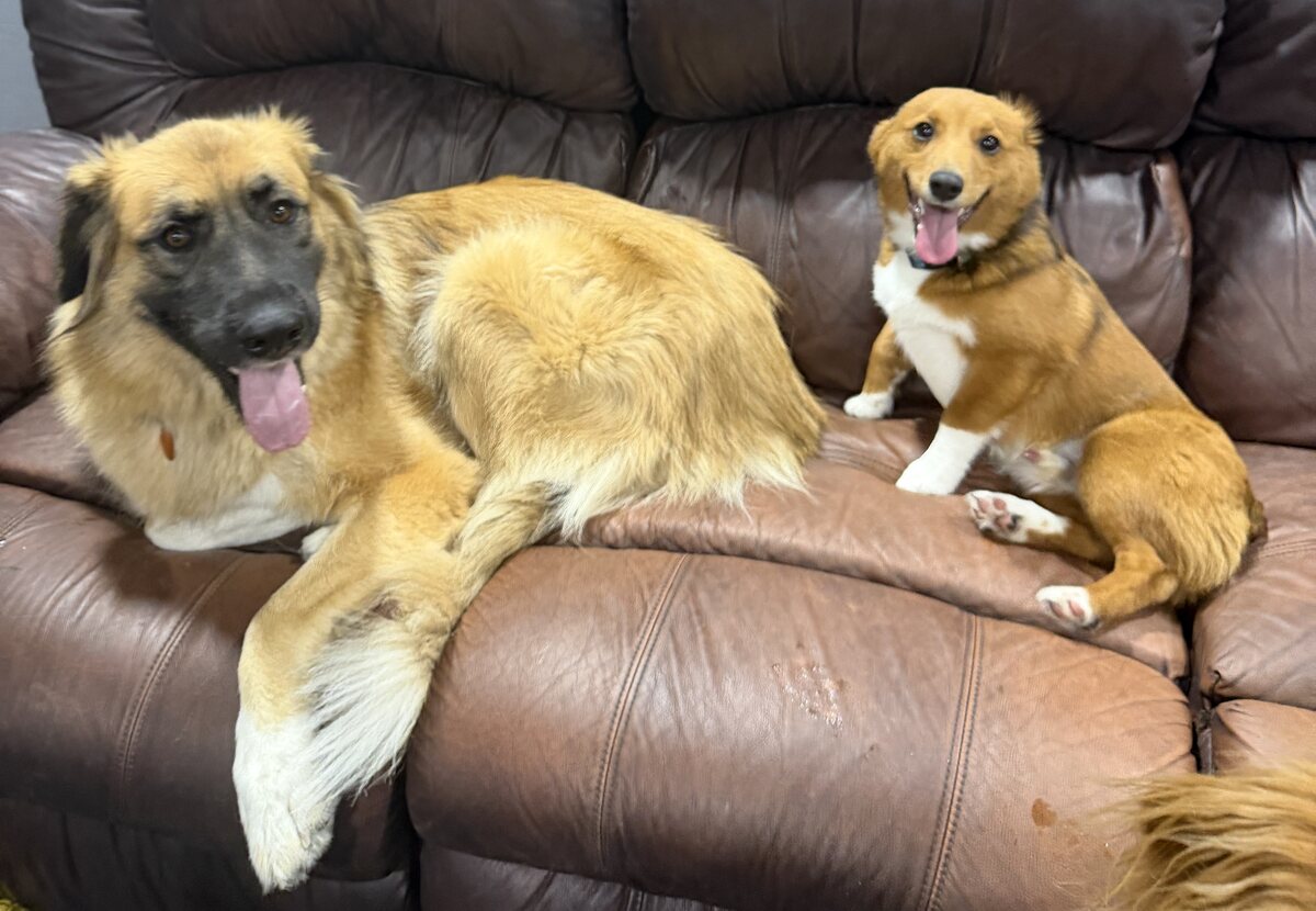 Two happy Woofs ’n Wags dogs sitting together on a brown leather couch
