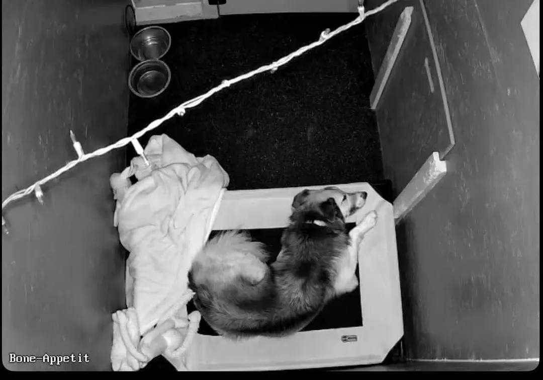 Real camera view of a dog relaxing on a bed in a Woofs ’n Wags hotel room